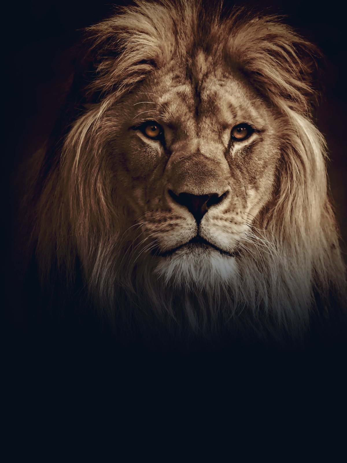 Portrait of a male lion emerging from darkness, looking directly at the viewer.